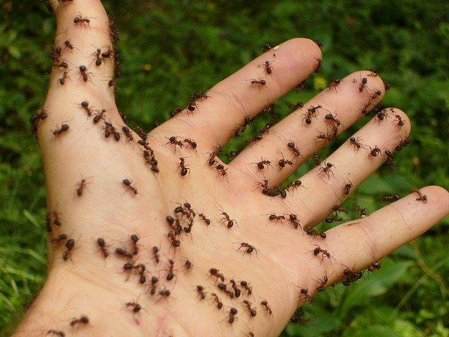 Mravce na ruke