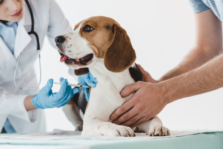 Očkovanie psa u veterinára