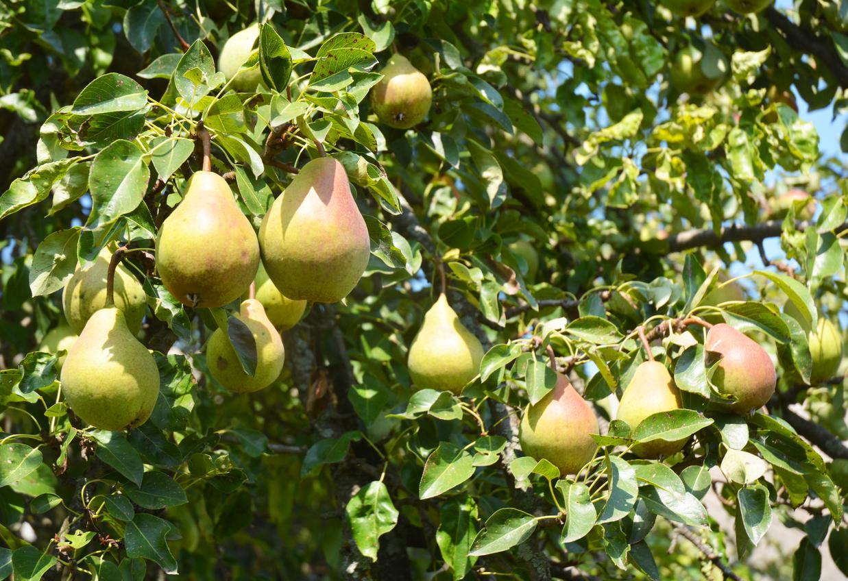 Plody hrušky na ovocnom strome