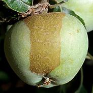 A gyümölcsfák károsodása a késő tavaszi fagyok miatt