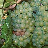 Botrytis (szürkepenész) a szőlőben