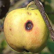 Apple borítékoló