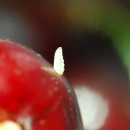 Cseresznyés rétes csonthéjas gyümölcsökön