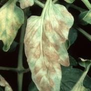 Cladosporium blight of tomato (paradicsom fekete foltosság)