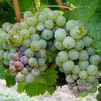 A szőlő fehér rothadása