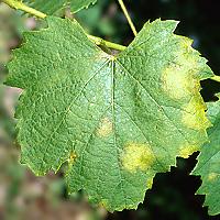 Peronoszpóra szőlő
