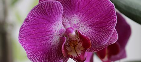 Hogyan kell ápolni egy orchideát, hogy virágokkal tarkított legyen?