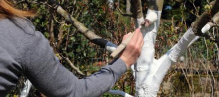 Mikor és hogyan kell meszet festeni a fákra a fagyrepedések ellen?