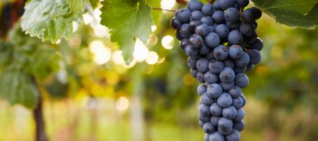 Hogyan kell metszeni a szőlőt és megvédeni a kártevőktől?