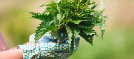 Multifunkcionális gyomnövény: a csalán mint hatékony gyógyszer vagy trágya a kertben