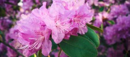 Rododendronok és azáleák: minden a megfelelő termesztéshez, teleltetéshez és gondozáshoz