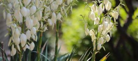 Trópusi yucca Szlovákiában: milyen gondozást igényel?