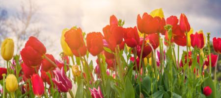 Mikor ültetik a tulipánokat és hogyan kell őket megfelelően termeszteni?
